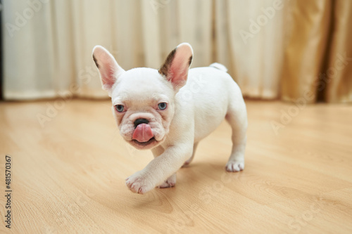 White french bulldog puppy in motion © e-Kis