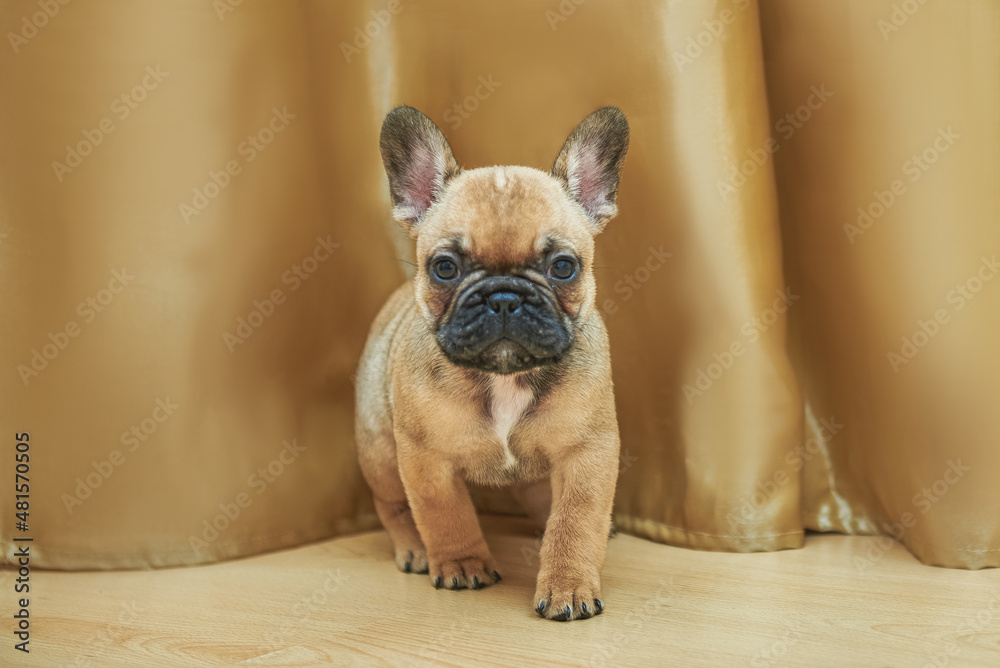 
Fawn french bulldog puppy with a black mask on the muzzle, close-up