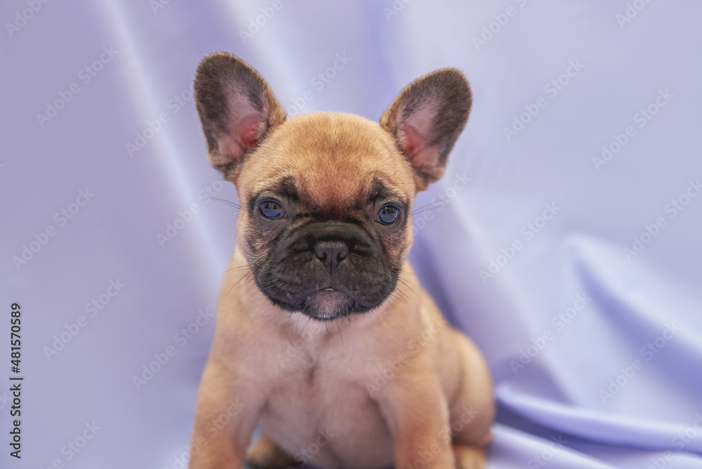 Fawn french bulldog puppy with a black mask on the muzzle, close-up