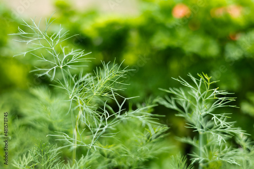 Fresh organic green parsley leaves and dill in garden background. Close-up of greenery plantation. Healthy eating, natural food