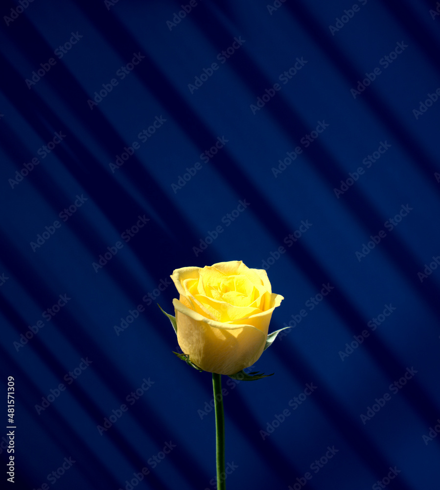 Yellow rose flower with natural light against drop window shadow ...