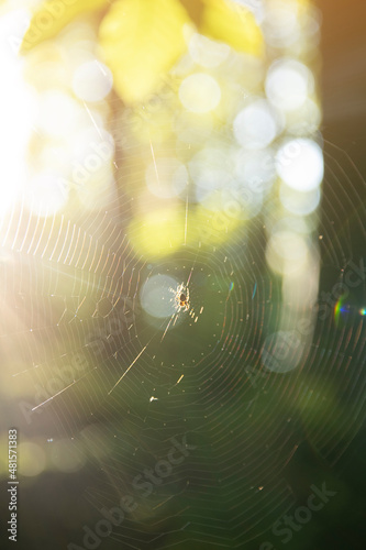 Spider holding on a web in the woods of the hunt.bright yellow sun light, network of spider, spring season, beauty of wild nature concept