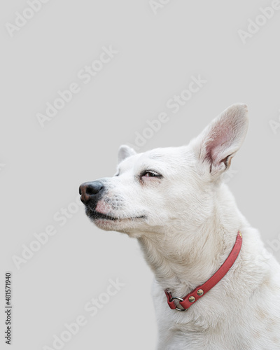 Ritratto di cagnolino bianco con collare rosso su sfondo bianco