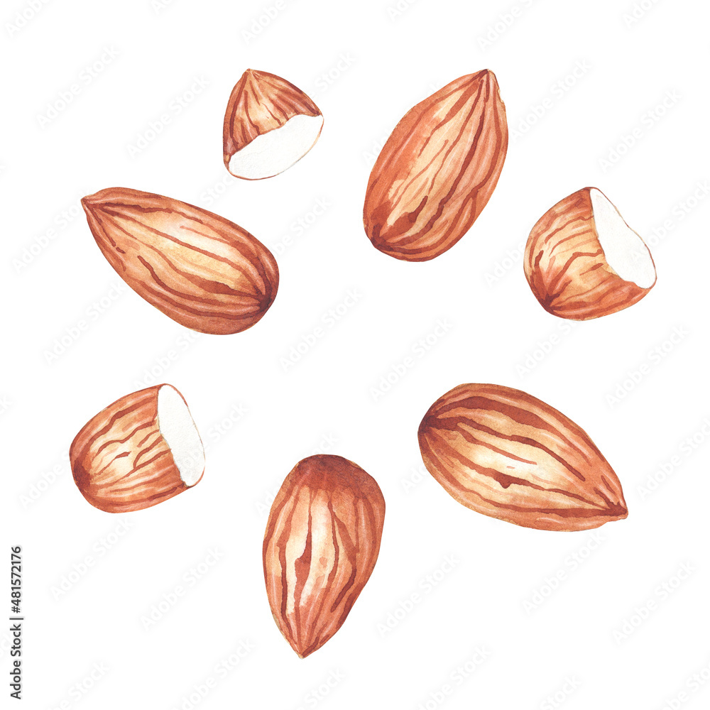 Collection of watercolor almonds Collection of watercolor almonds
