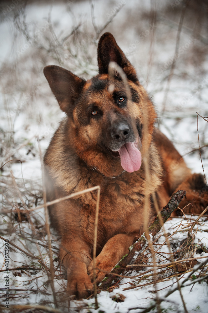 Adult German Shepherd Dog in the snow Adult German Shepherd Dog in the snow