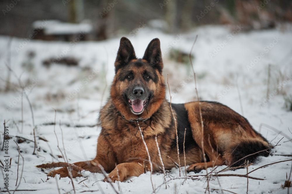 Adult German Shepherd Dog in the snow