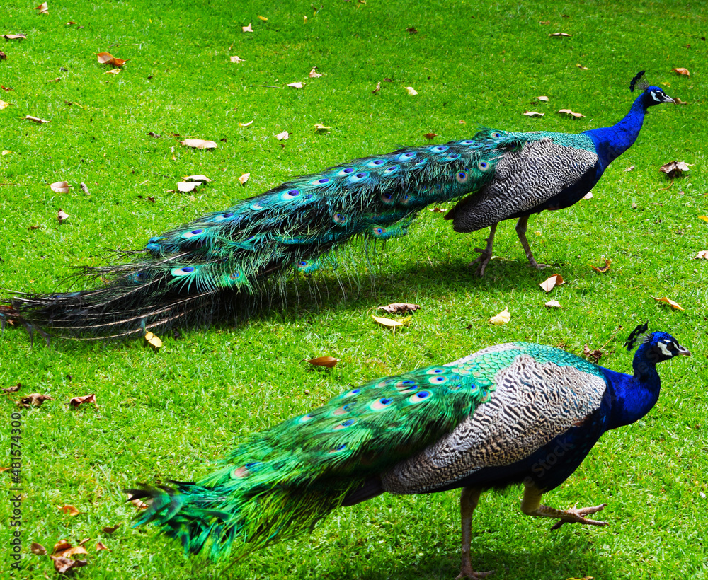 Obraz premium peacock with feathers