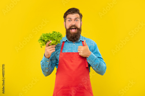 Happy man in apron giving thumb holding fresh leaf lettuce yellow background, greengrocer photo