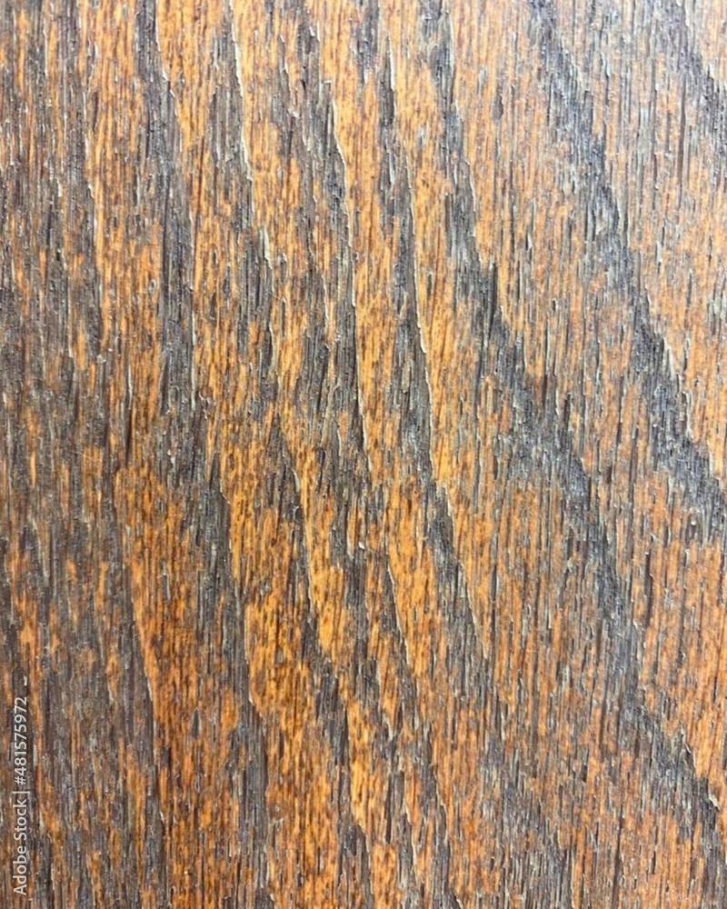 texture of the bark of a tree texture of the bark of a tree