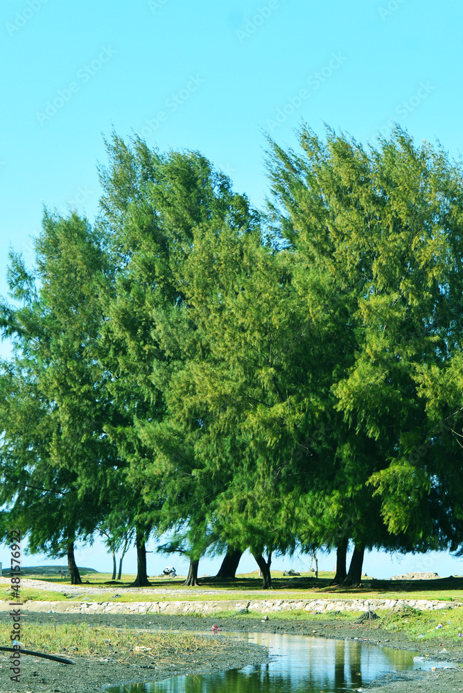 trees in the park