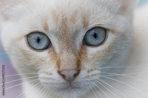 Close-up of brown and white puppy cat with bulging blue eyes and large, pronounced moustache