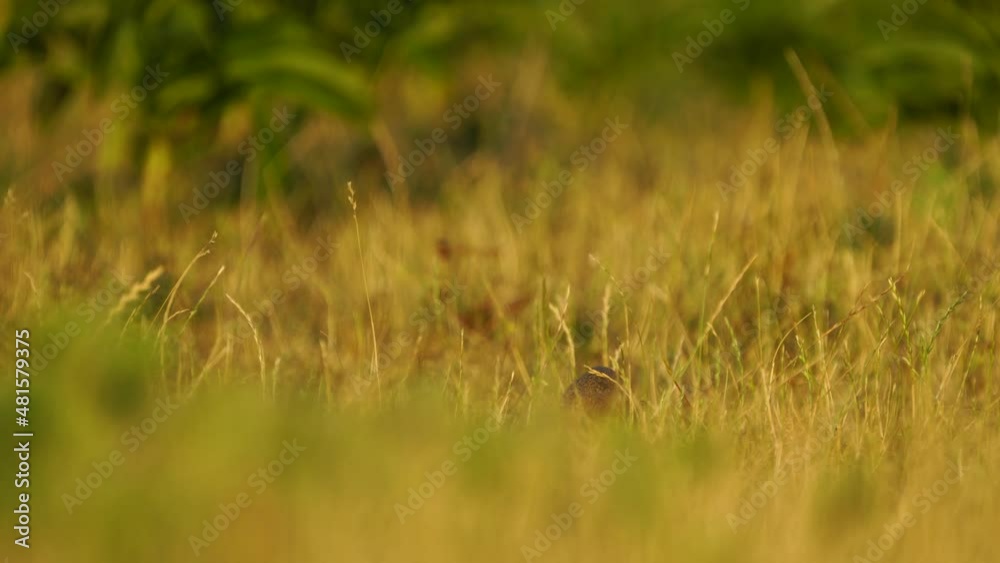 European Ground Squirrels in Romania, 2022 European Ground Squirrels in Romania, 2022