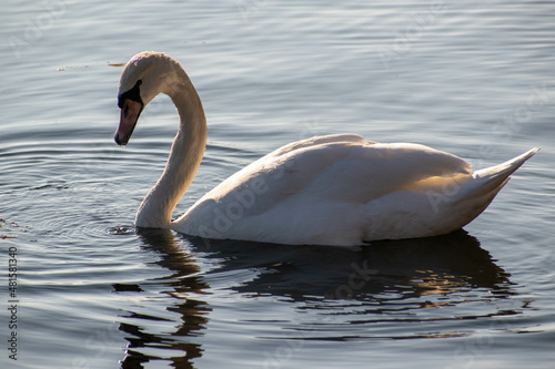 Swan at hazewinkel  Antwerp  Belgium