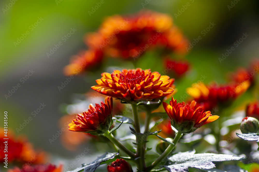 Close up of yellow-orange chrysanthemums flowers Close up of yellow-orange chrysanthemums flowers