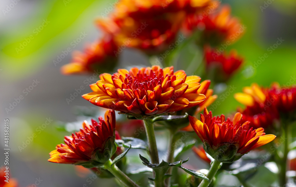 Close up of yellow-orange chrysanthemums flowers Close up of yellow-orange chrysanthemums flowers