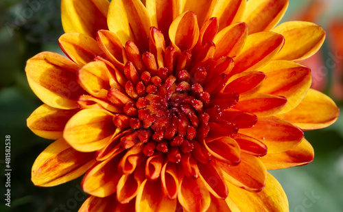 Close up of yellow-orange chrysanthemums flowers