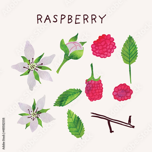 Raspberry fruit and flower illustration vector set with watercolor texture and line art. Hand drawn modern colorful design elements ideal for health product packaging, brochures, web and more