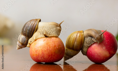 Achatina snail. Two large snails crawl over red apples on a mirror table. Close-up. 