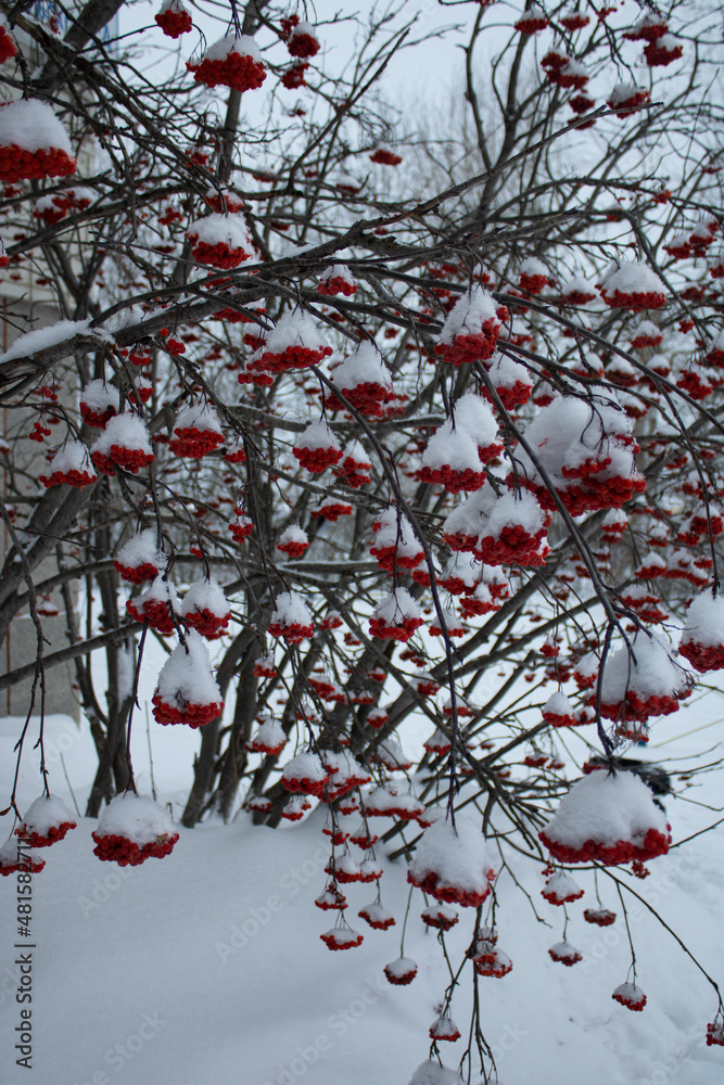 Clusters of rowanberry covered with snow. Focus in the center of the composition. Clusters of rowanberry covered with snow. Focus in the center of the composition.