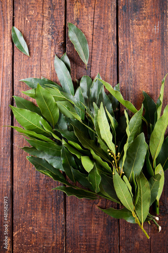 Obraz na płótnie Fresh laurel leaf on dark background
