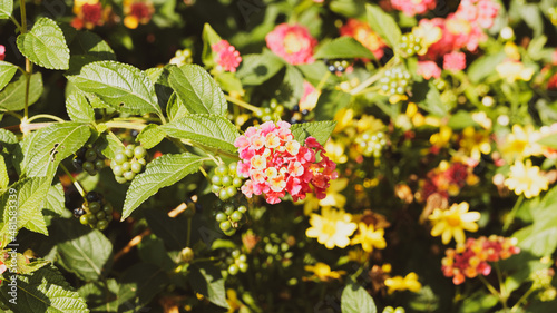 Common lantana or Lantana camara, small ornamental shrub with serrated and rough leaves, flowering in umbels of round colorful flowers in bouquets