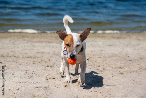 Dog on the beach in summer © Daria