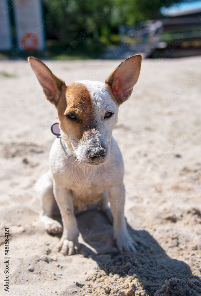 Dog on the beach in summer