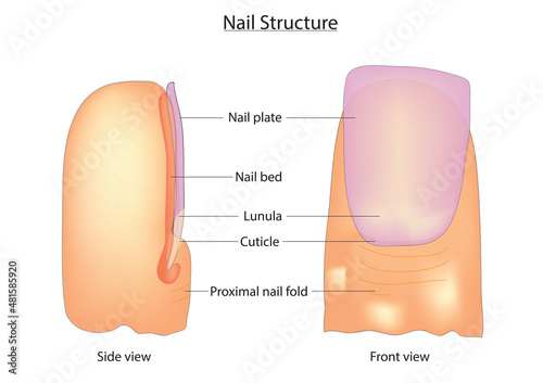 Front and side view of nails structure (Human Nail Anatomy)