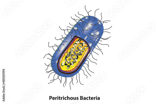 Peritrichous Bacteria structure (several flagella)