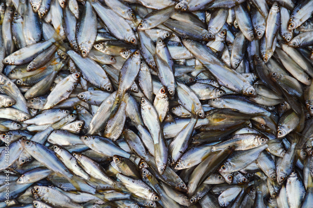 Obraz premium Small silver mekong fishes sold in the Luang Prabang morning market in Laos