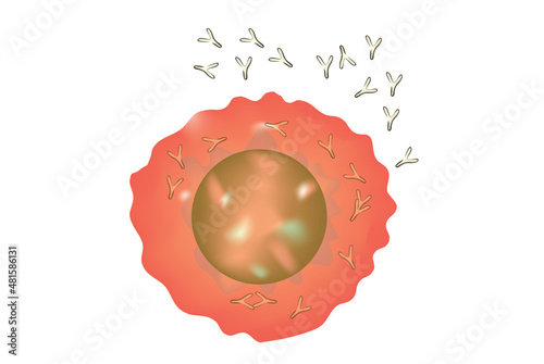 Plasma cell with antibody - derived from a type of leukocyte (white blood cell) called a B cell