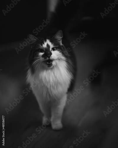 black and white cat
