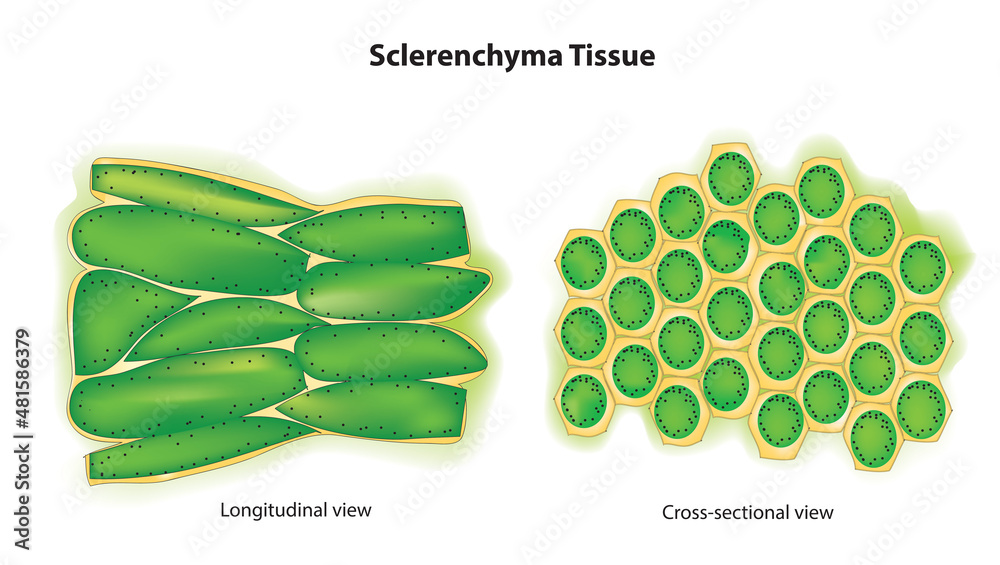 Botanical anatomy of Sclerenchyma Tissue (Sclerenchyma structure) Stock ...
