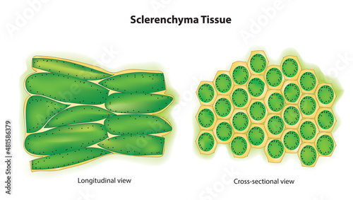 Botanical anatomy of Sclerenchyma Tissue (Sclerenchyma structure)