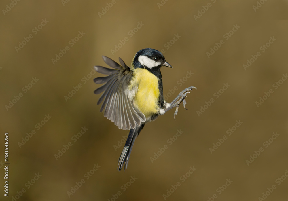 Obraz premium Great tit, Parus major