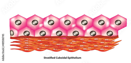 Stratified cuboidal epithelium anatomy