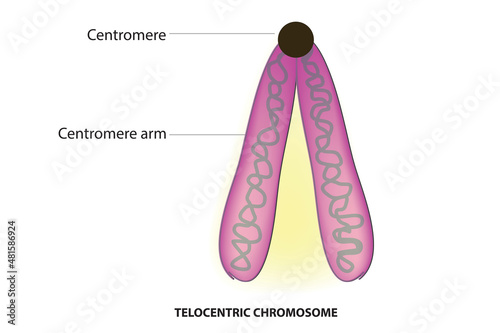 telocentric chromosome anatomy 