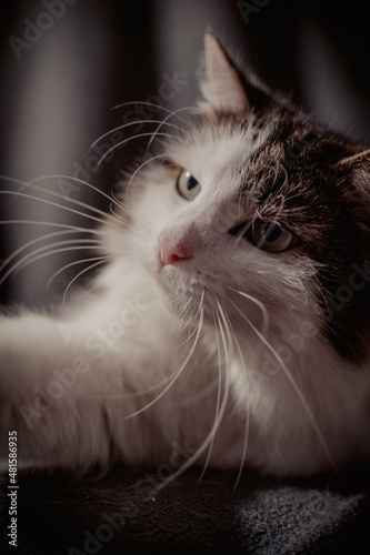 black cat portrait