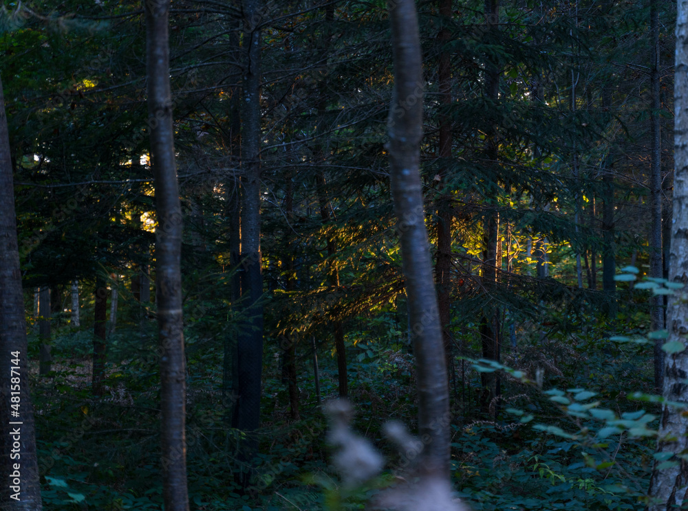 Obraz premium morning in the woods