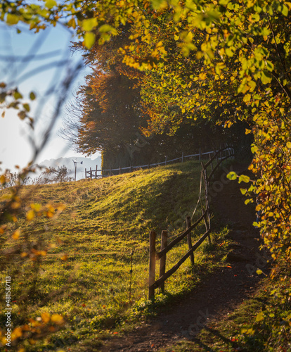 autumn in the forest