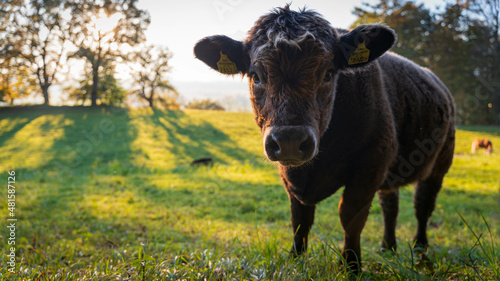 cow in the field