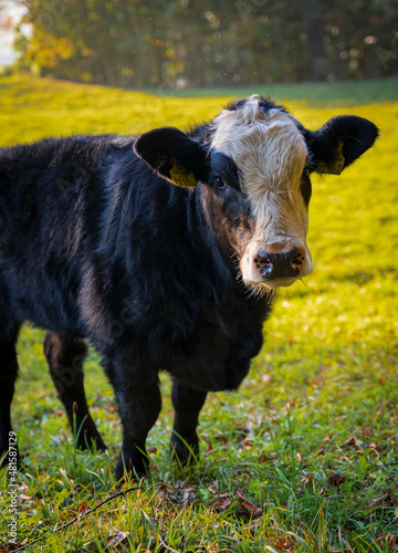 cow in a field