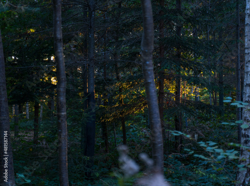 morning in the woods