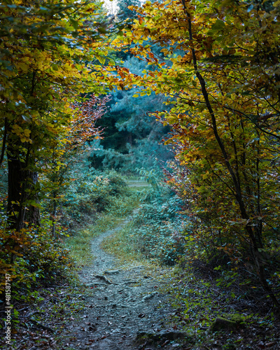 autumn forest in the morning