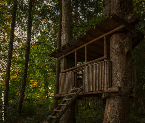 old wooden house in forest