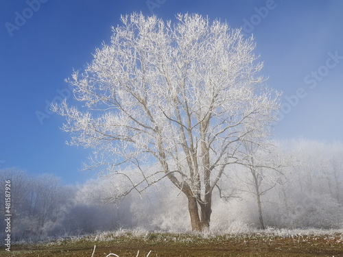 winter tree with hoarfrost hesselberg bavaria