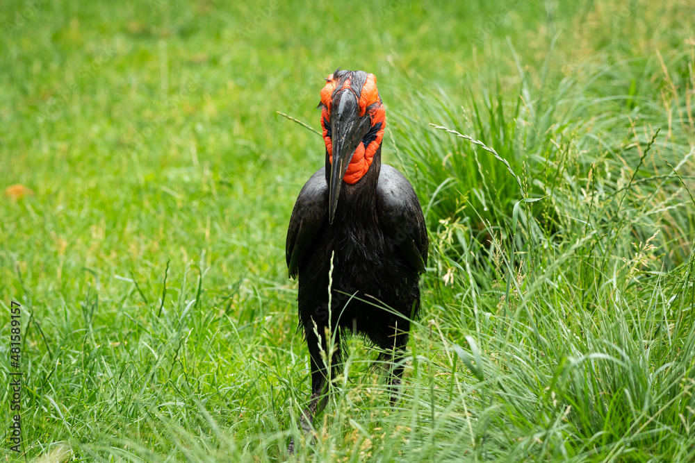 A Southern Ground Hornbill standing in a meadow
