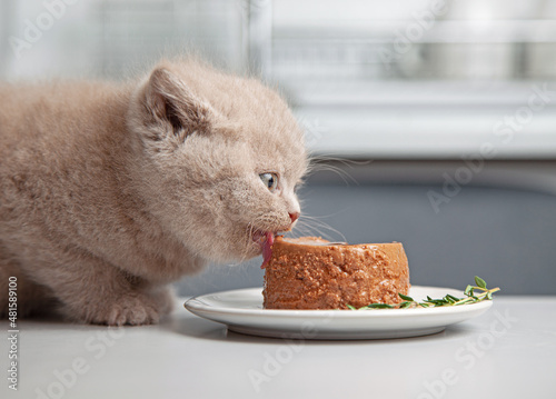 kitten eats canned gourmet pet food