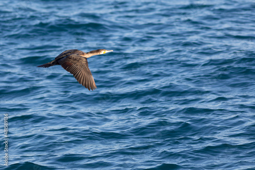Cormorán grande (Phalacrocorax carbo) volando sobre el Mar Mediterráneo