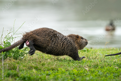 A nutria running near water and looking for food photo